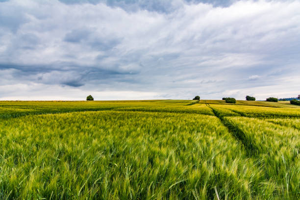 Barley field at evening in southern Germany stock photo