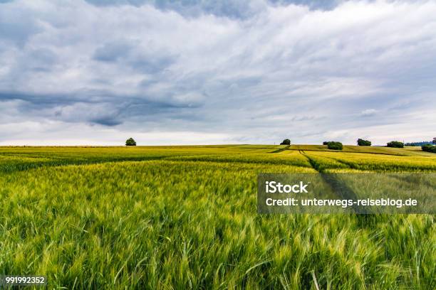 Barley Field At Evening In Southern Germany Stock Photo - Download Image Now - Agricultural Field, Agriculture, Barley