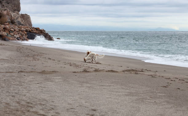 istock Borzoi dogs portrait playing on the beach 991993612