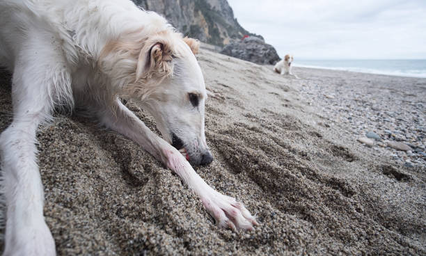 istock White Borzoi resting on the beach and biting something 991994050