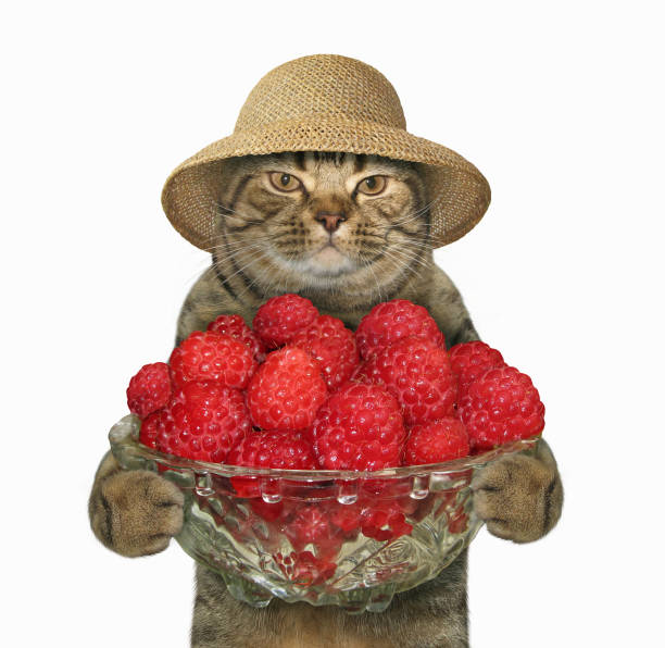istock Cat with a bowl of raspberries 991998150