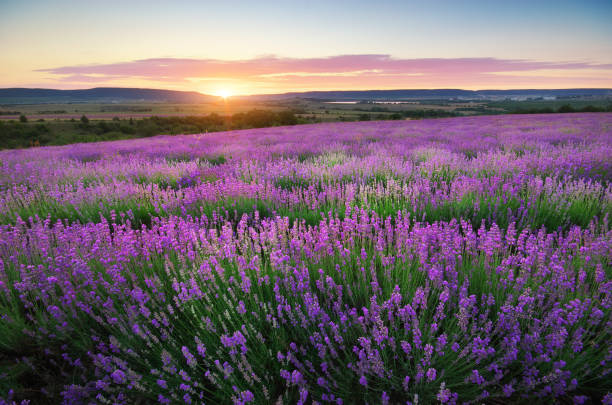 Meadow of lavender. stock photo