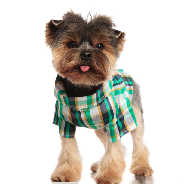 istock stylish yorkshire terrier wearing an elegant costume and panting 992002916