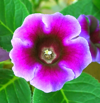 Flores De Gloxinia Terciopelo Morado De Cerca Macro Foto de stock y más banco de imágenes de Belleza - iStock Flores De Gloxinia Terciopelo Morado De Cerca Macro Foto de stock y más banco de imágenes de Belleza - iStock
