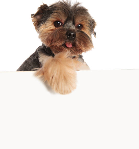 istock adorable toy yorkie panting with paw hanging on white board 992003682
