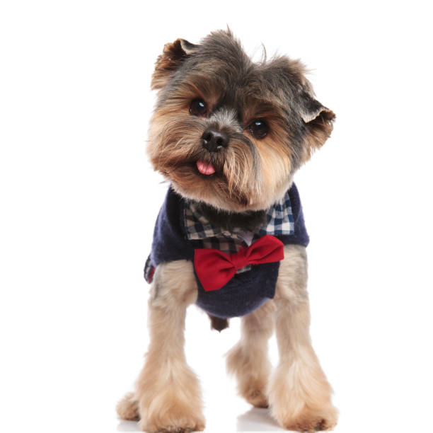 istock panting elegant yorkie wearing a costume looks curiously 992003814