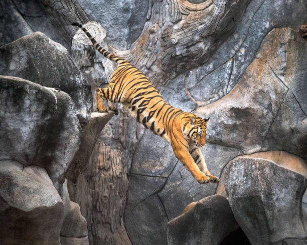 아시아 타이거는 바위에 점프입니다. - tiger zoo animal awe 뉴스 사진 이미지