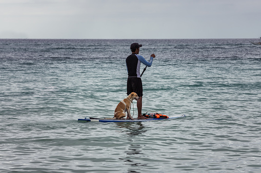 Malay, Philippines - January 11, 2016: a man practicing stand up paddle with his dog sitting on the board on the sea in Boracay island, on the municipality of Malay, Philippines.