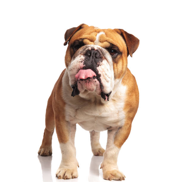 istock lovely english bulldog standing and panting while looking tos ide 992007738