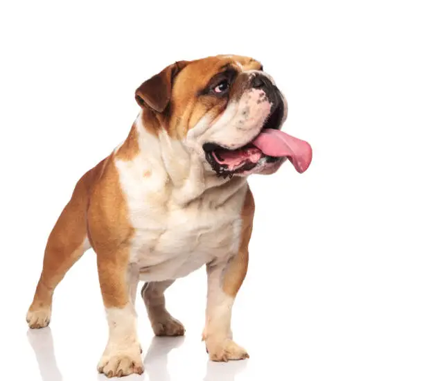 Photo of adorable panting english bulldog looks to side while standing
