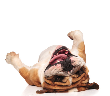 happy and playful english bulldog lying on its back on white background with mouth open and tongue exposed