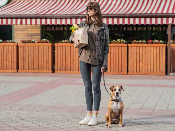 istock Going to shop for food with trained pitbull terrier puppy 992011744