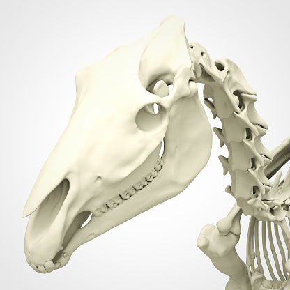 Detailed 3d render of a skeleton horse head.