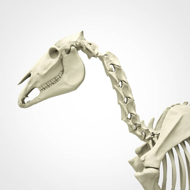pferd kopf und hals skelett - horse animal skeleton anatomy animal stock-fotos und bilder