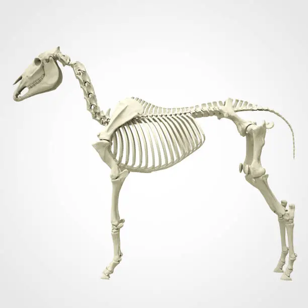 Detailed 3d render of a horse skeleton in side view.