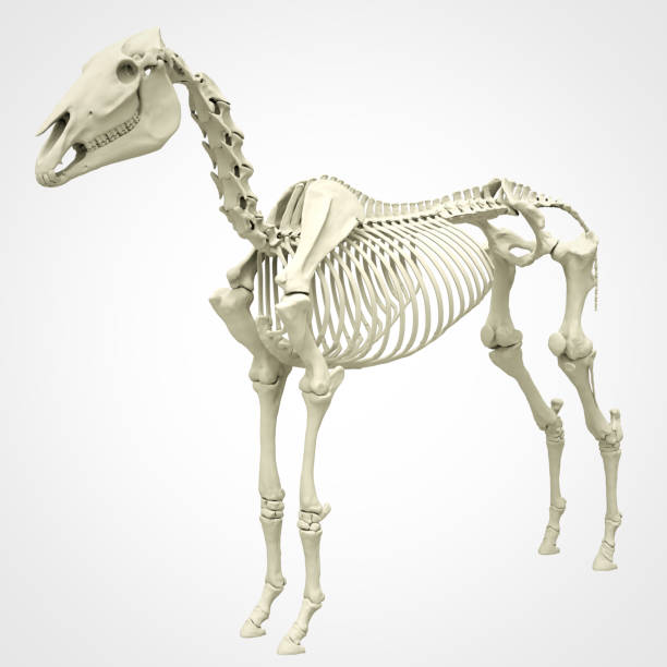 скелет лошади - horse animal skeleton anatomy animal стоковые фото и изображения