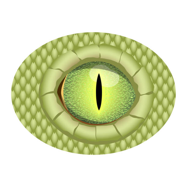 Green Realistic Eye Of Reptile. Vector Eye Of Dragon.