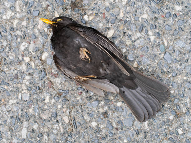 istock Dead blackbird in street, Turdus merula. 992012766