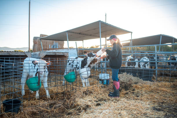 istock Farmer feeding calf in a pen 992012778