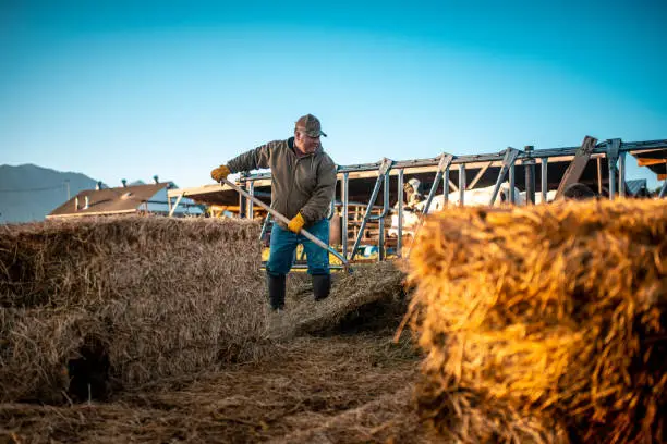 Farmer preparing hay for cows in a pen on a ranch in Utah, USA.