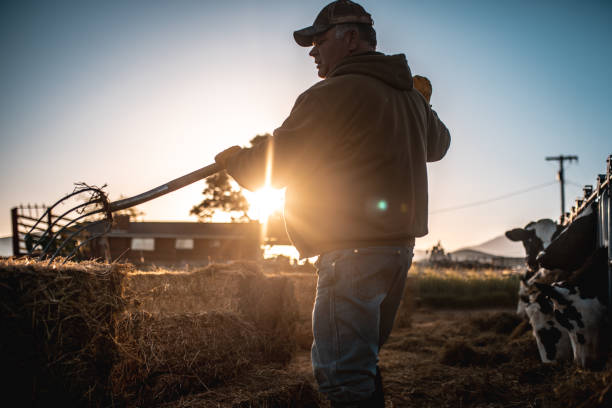 agricoltore che prepara fieno per le mucche in una penna - recinto per animali foto e immagini stock