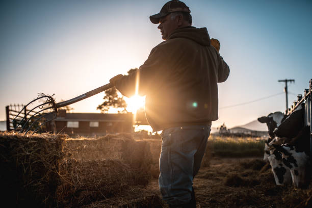 Farmer preparing hay for cows in a pen