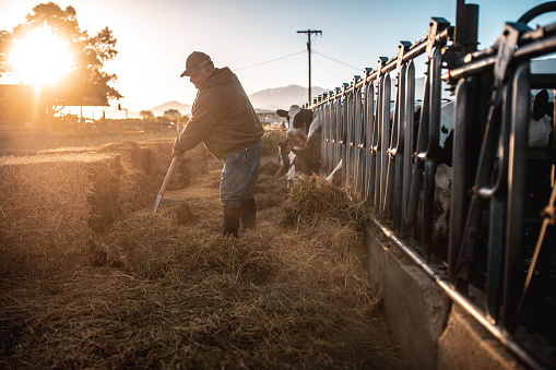 Farmer preparing hay for cows in a pen on a ranch in Utah, USA.