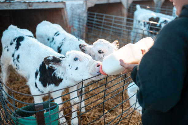 Farmer feeding calves in a pen Farmer is feeding calves with milk on a ranch in Utah, USA. calf stock pictures, royalty-free photos & images