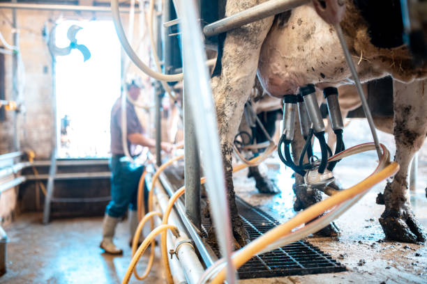 istock Row of cows being milked 992012812