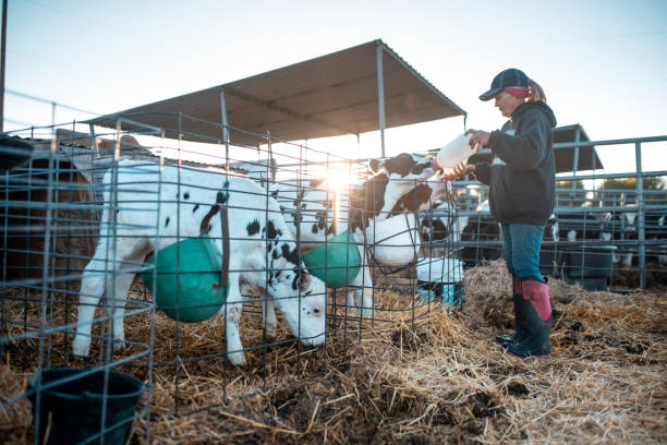 Farmer feeding calf in a pen