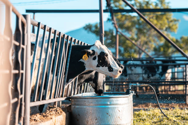 vaches dans un enclos - western culture flash photos et images de collection