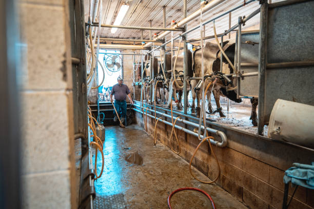 istock Row of cows being milked 992012862