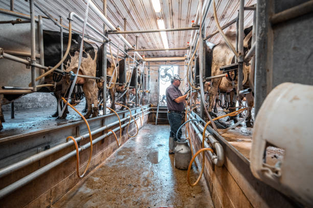 istock Row of cows being milked 992012880