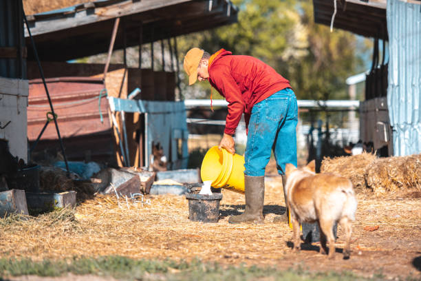istock Farmer preparing milk for feeding calf in a pen 992012900