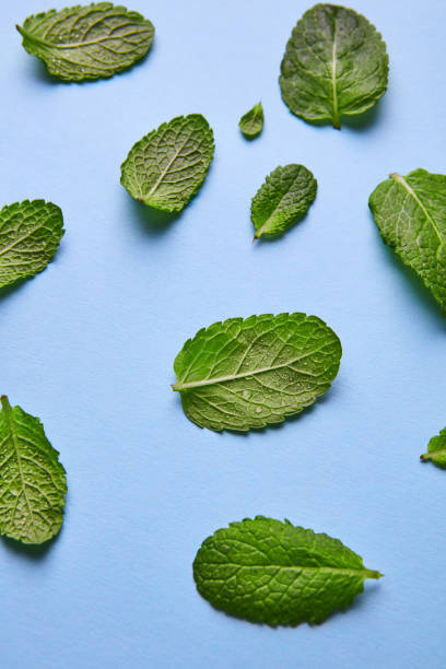 istock Fresh mint leaves on a blue background. Natural layout 992013080