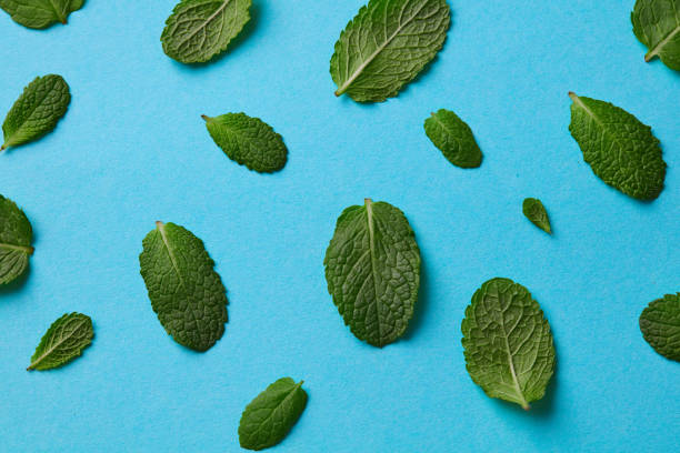 istock Beautiful pattern of green fresh petals mint on a blue background. Natural background 992013490