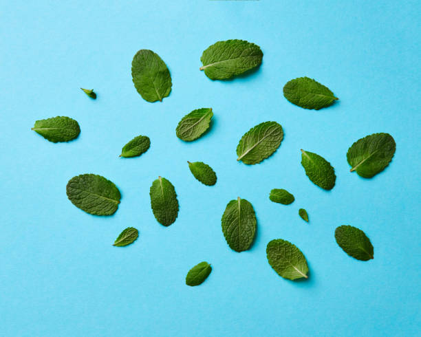 istock A set of different mint leaves on a blue background. Natural background. Flat lay 992013546
