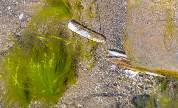 Razor clams and seaweed in a rock pool Razor clams and seaweed in a rock pool razor clam stock pictures, royalty-free photos & images