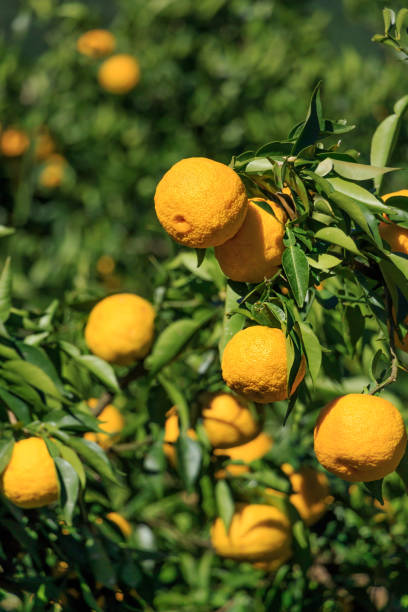 Kito Yuzu: Citrus junos is a kind of Japanese citrus Yuzu on the tree in Tokushima Japan
Yuzu on the tree in Tokushima Japan yellow yuzu fruit citrus fruit non urban scene stock pictures, royalty-free photos & images