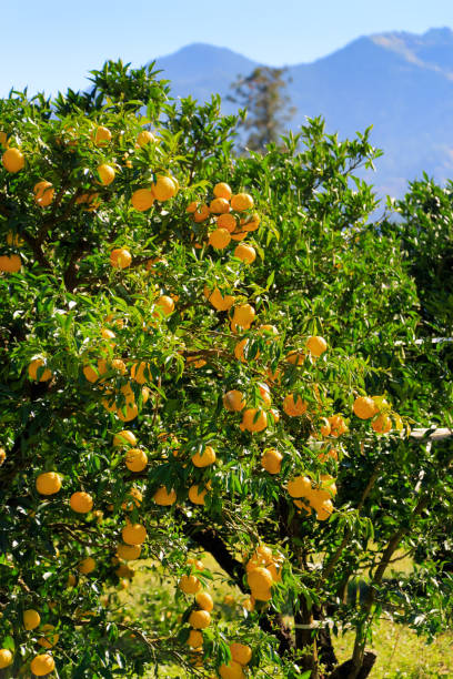 Kito Yuzu: Citrus junos is a kind of Japanese citrus Yuzu on the tree in Tokushima Japan
Yuzu on the tree in Tokushima Japan yellow yuzu fruit citrus fruit non urban scene stock pictures, royalty-free photos & images