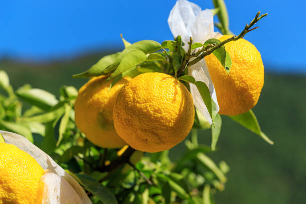 Kito Yuzu: Citrus junos is a kind of Japanese citrus Yuzu on the tree in Tokushima Yuzu on the tree in Tokushima Japan yellow yuzu fruit citrus fruit non urban scene stock pictures, royalty-free photos & images