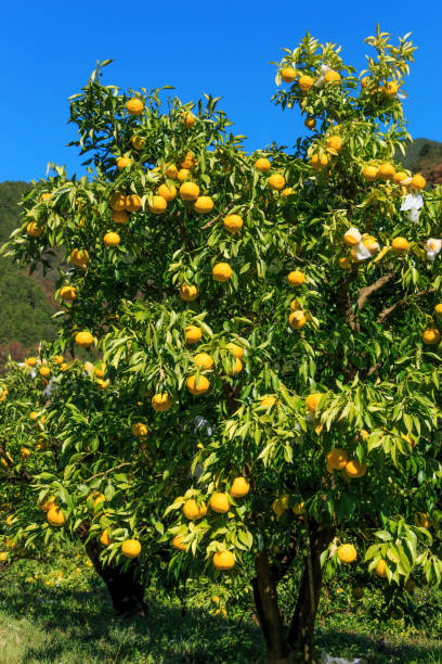 Kito Yuzu: Citrus junos is a kind of Japanese citrus Yuzu on the tree in Tokushima Yuzu on the tree in Tokushima Japan yellow yuzu fruit citrus fruit non urban scene stock pictures, royalty-free photos & images