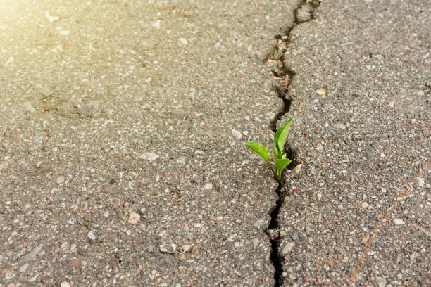 istock green plant growing from crack in asphalt 992021070