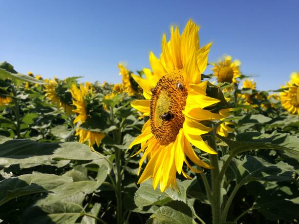 Sunflower Sunflowers, nature, bees, sky blue beesting cake stock pictures, royalty-free photos & images