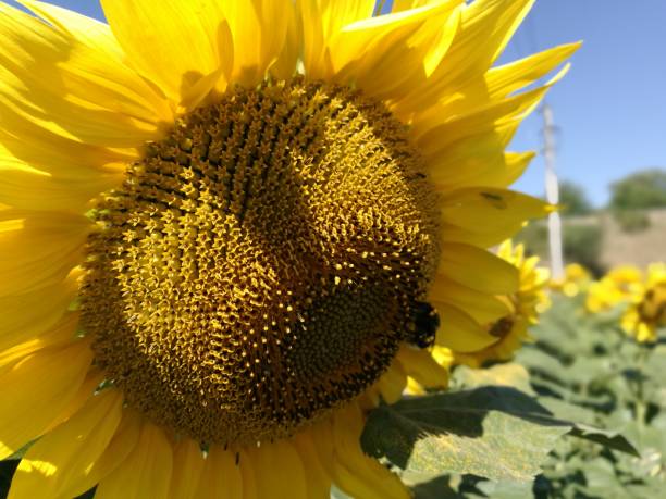 Sunflower Sunflowers, nature, bees, sky blue beesting cake stock pictures, royalty-free photos & images