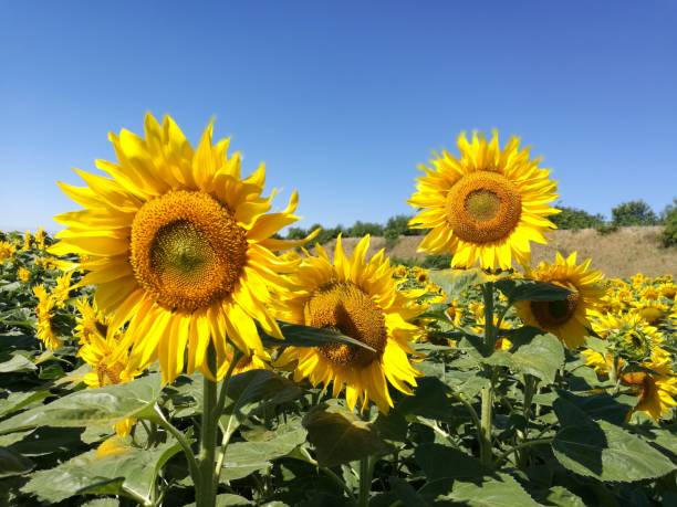 Sunflower Sunflowers, nature, bees, sky blue beesting cake stock pictures, royalty-free photos & images
