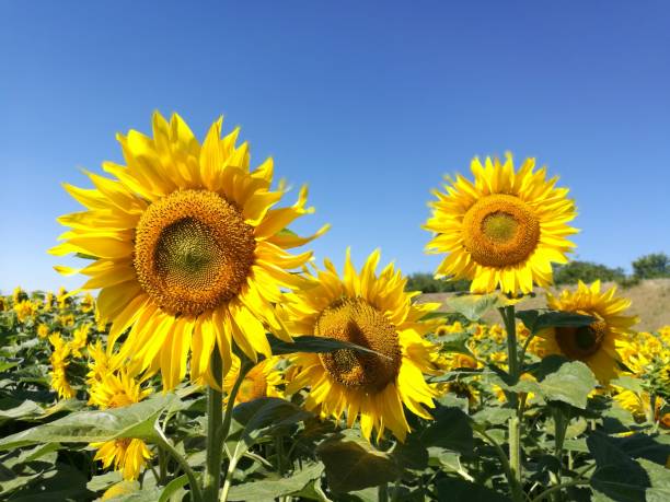 Sunflower Sunflowers, nature, bees, sky blue beesting cake stock pictures, royalty-free photos & images