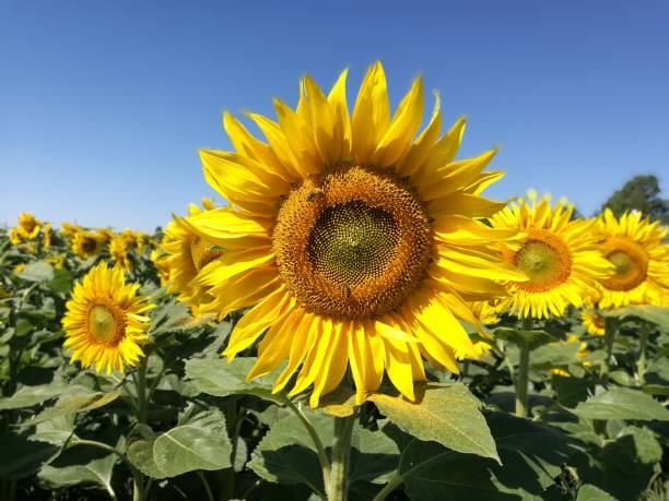 Sunflower Sunflowers, nature, bees, sky blue beesting cake stock pictures, royalty-free photos & images