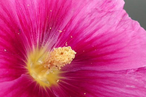 Malva (Alcea rosea hollyhock) pink flower
