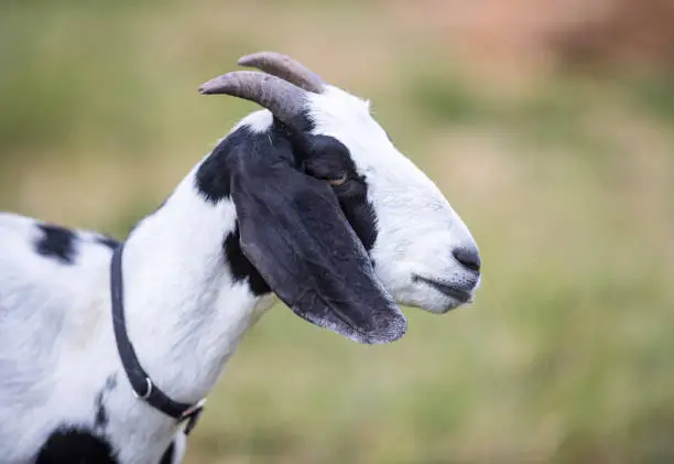 Photo of Domestic Goat